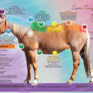 Equine Chakra Banner 2'X3'