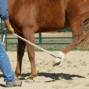 ROTH Equine Education Rope