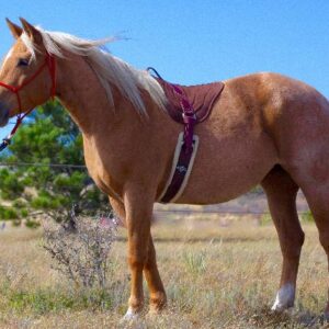 Leather Bareback Pad